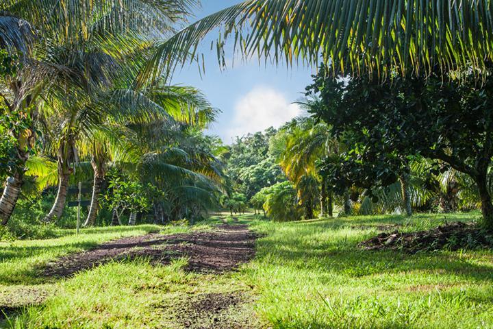 Kirpal Meditation And Ecological Center Pahoa Ngoại thất bức ảnh