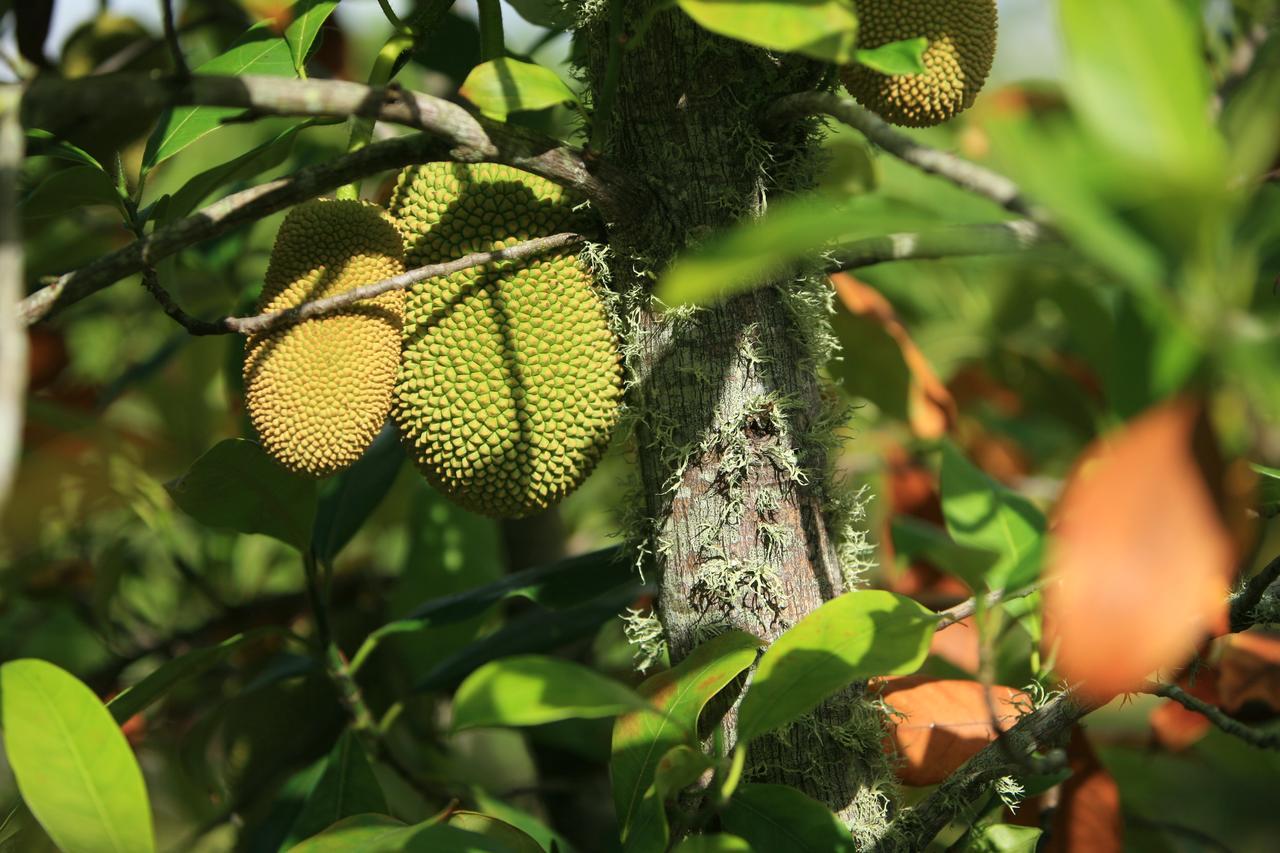 Kirpal Meditation And Ecological Center Pahoa Ngoại thất bức ảnh